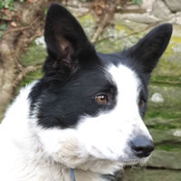 Astra Guy, black and white smooth coated Male